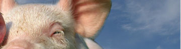 Pigs are our friends, not food